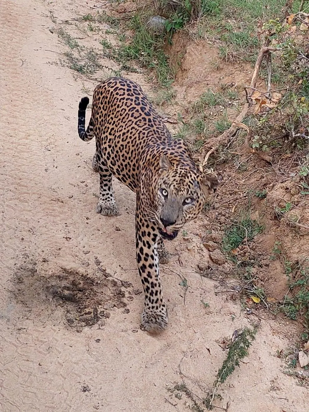 A leopard walking along a sandy track on safari