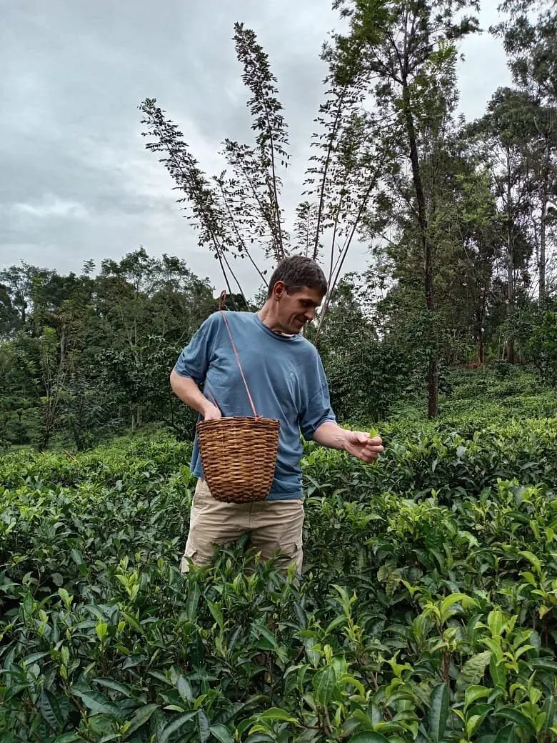 A guest picking tea on a plantation in the hill country