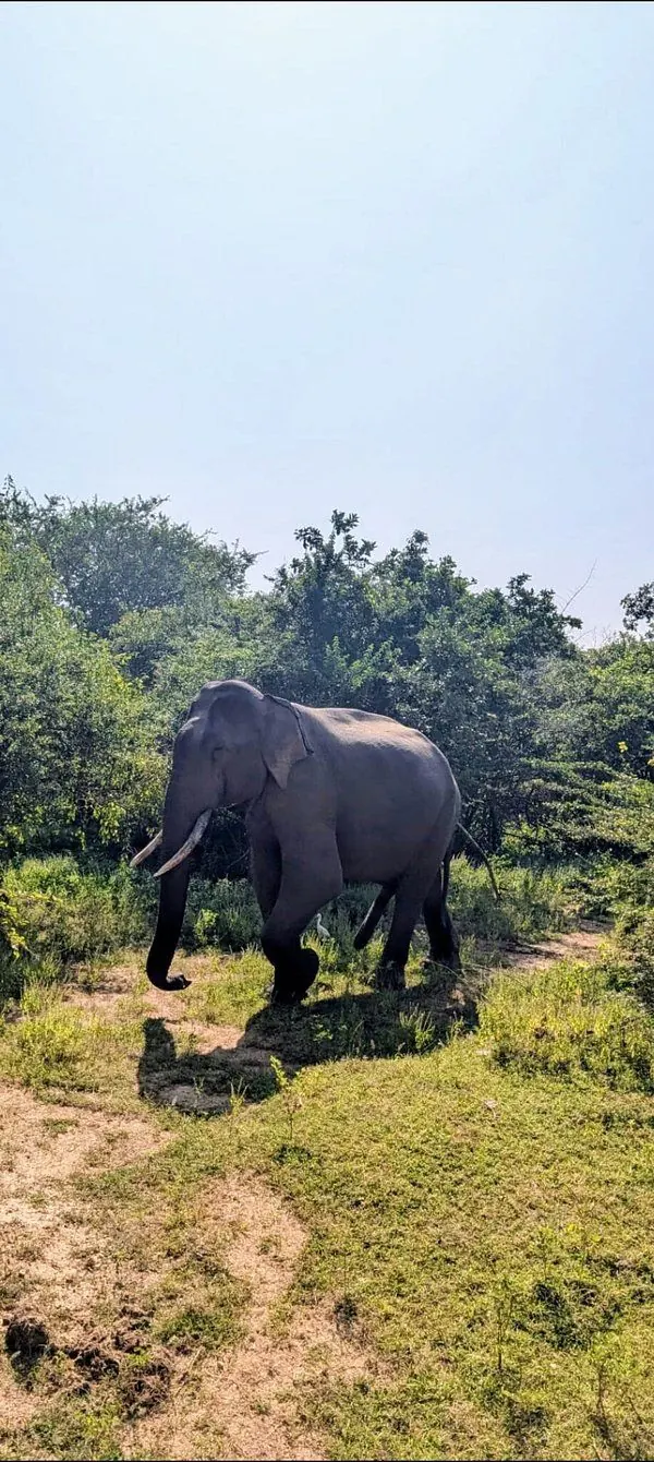 An elephant in the bush during a safari