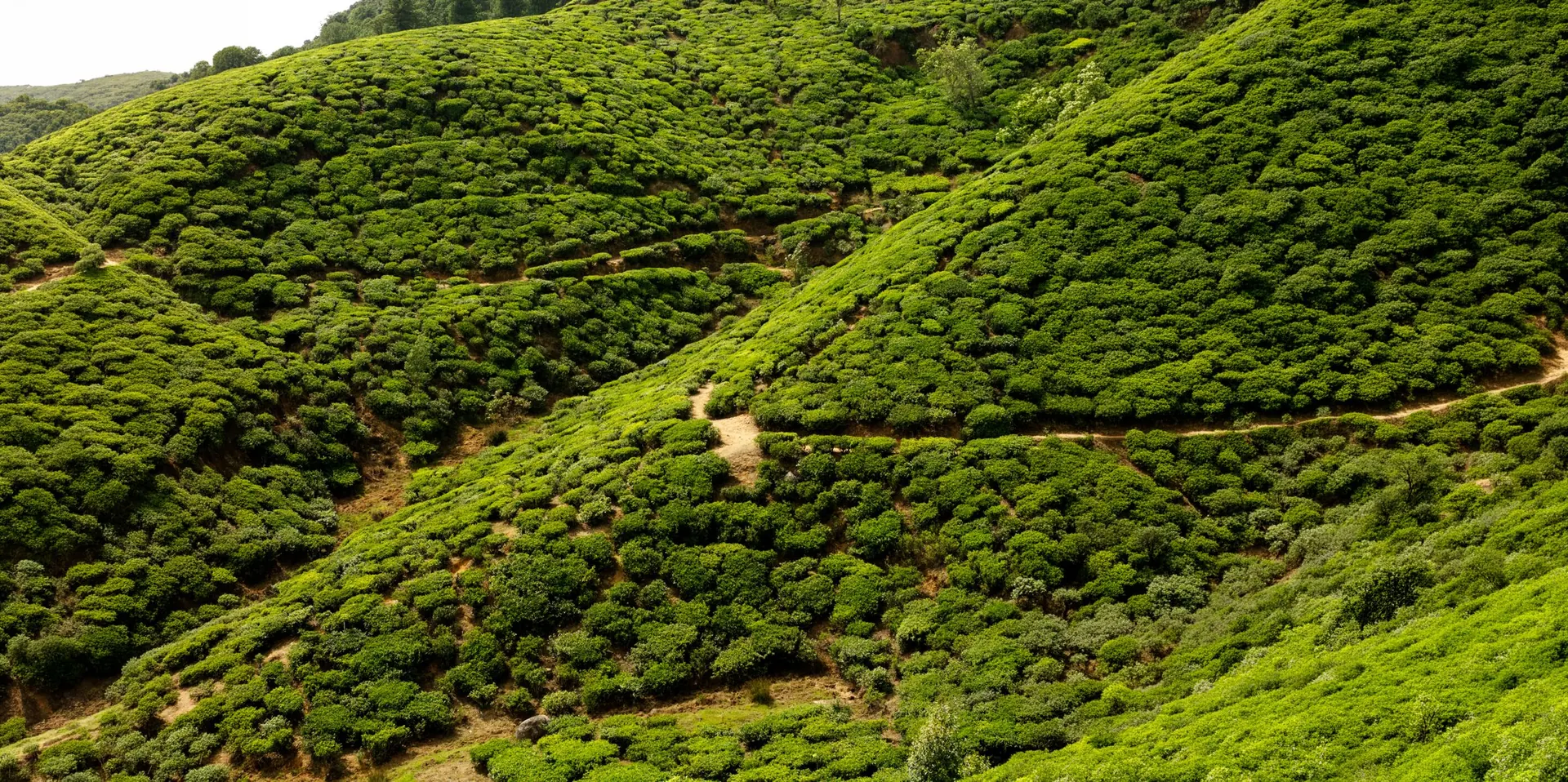 Green tea plantations covering the hills